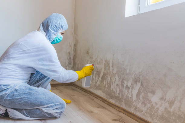 Licensed Basement Mold Removal service in North Palm Beach, FL - WQB Mold Removal