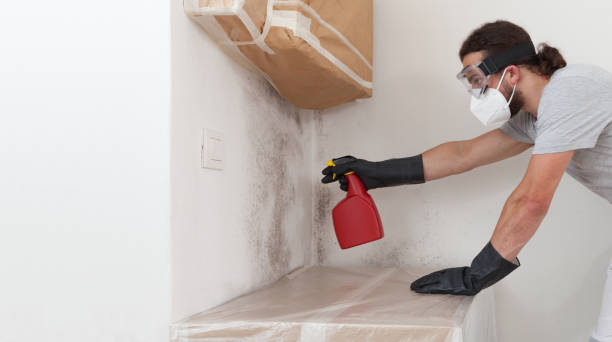 Professional Basement Mold Removal technician working in North Palm Beach, FL